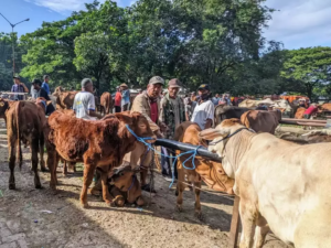Jelang Ramadan, Pemerintah Perketat Pengawasan Harga Sapi Hidup