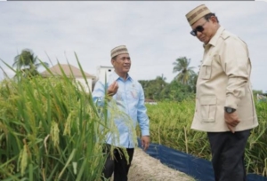 FAO: Produksi Beras Indonesia Naik, Saat Produksi Dunia Turun di Tahun 2026