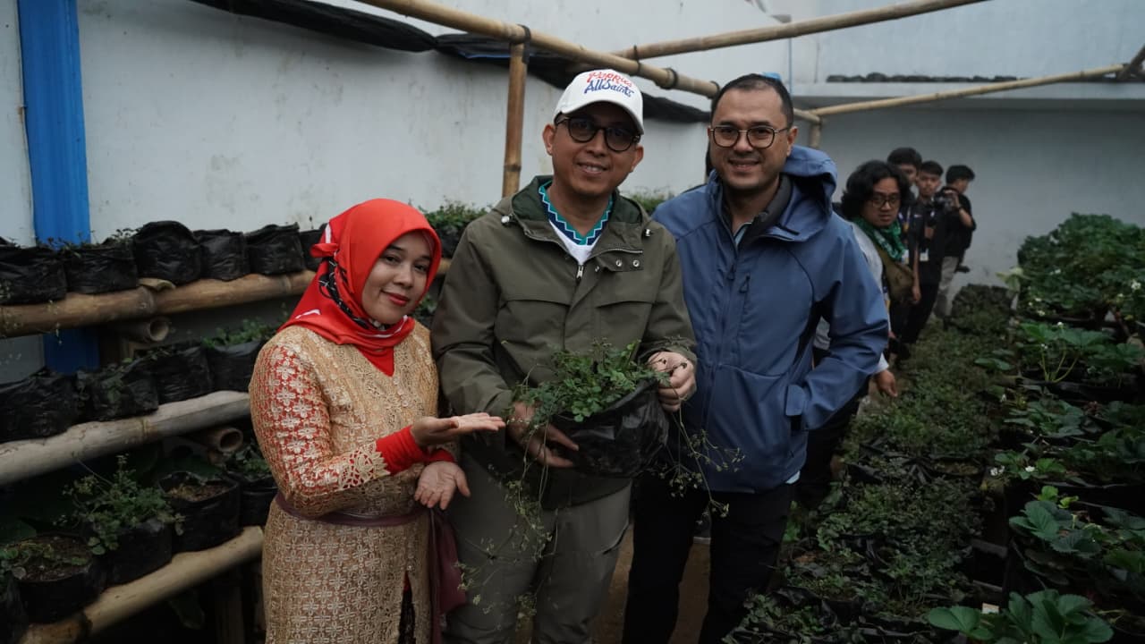 Purwaceng Dieng, Warisan Lokal Bernilai Ekonomi Purwaceng Dieng, Warisan Lokal Bernilai Ekonomi